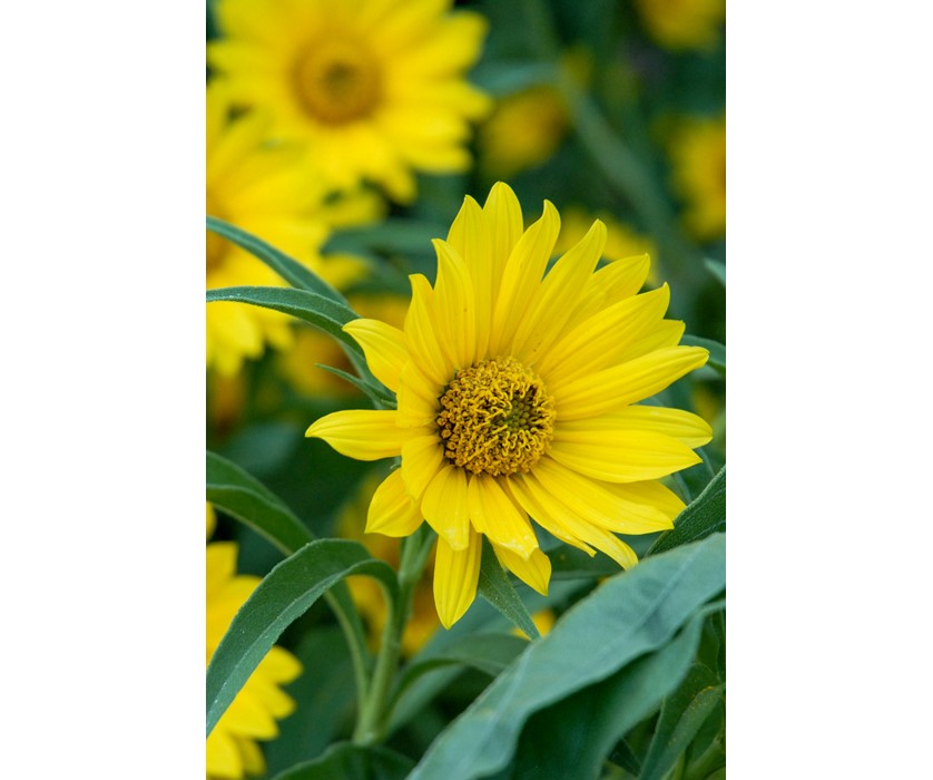 Maximilian Sunflower